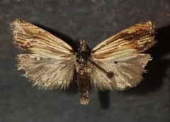 Eucosma radiatana