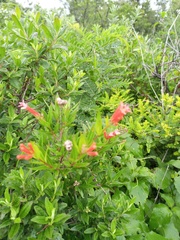 Bouvardia ternifolia