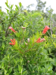 Bouvardia ternifolia