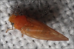 Aphalaridae