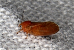 Aphalaridae
