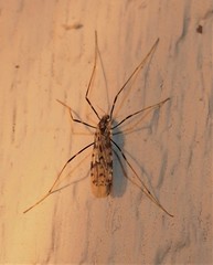 Erioptera graphica