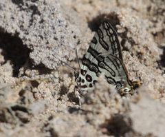 Cigaritis trimeni trimeni