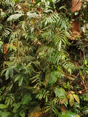 Salpichlaena volubilis