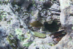 Plectroglyphidodon apicalis