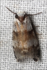 Thallarcha albicollis