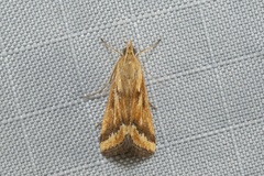 Achyra coelatalis