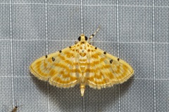 Notarcha quaternalis
