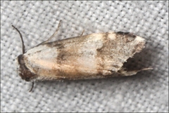 Thallarcha albicollis