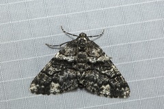 Phthonandria pinguis