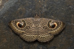 Calliodes pretiosissima