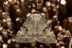 Hypopyra africana