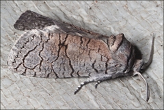 Culama suffusca