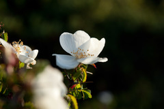 Rosa sericea morrisonensis