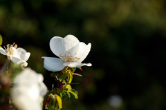 Rosa sericea morrisonensis