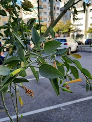 Nicotiana glauca