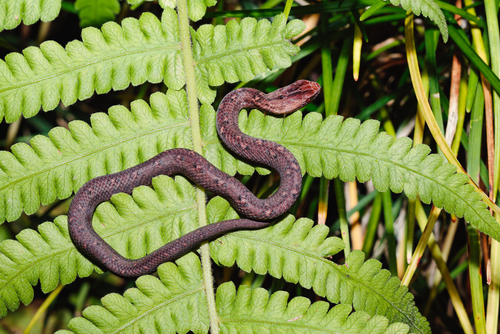 Common Mock Viper, photo 5 of 9