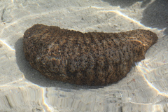 Stichopus herrmanni