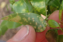 Puccinia myrsiphylli