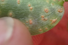 Puccinia myrsiphylli