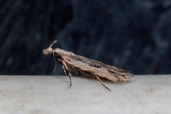 Hypatima venefica