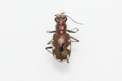 Cicindela scutellaris lecontei