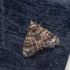 Chlumetia transversa
