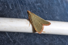 Hypsopygia nonusalis