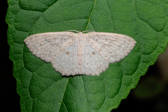 Perixera flavispila