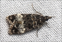 Eudonia protorthra
