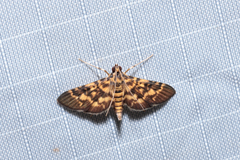 Physematia