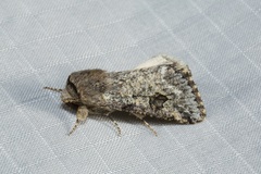 Leucochlaena aenigma