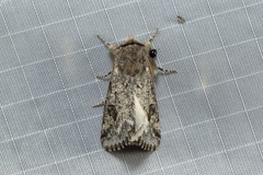 Leucochlaena aenigma