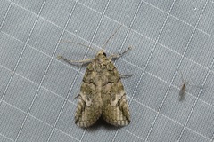 Prionofrontia strigata