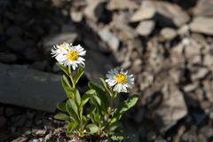 Aster takasagomontanus