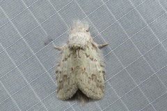 Desmeocraera interpellatrix