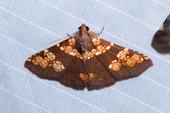 Saroba pustulifera
