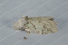 Desmeocraera interpellatrix