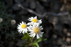 Aster takasagomontanus