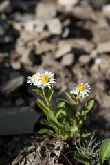 Aster takasagomontanus