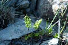 Cryptogramma brunoniana