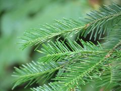 Abies nephrolepis