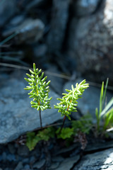 Cryptogramma brunoniana