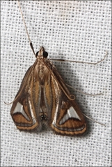 Strepsinoma foveata
