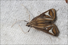 Strepsinoma foveata