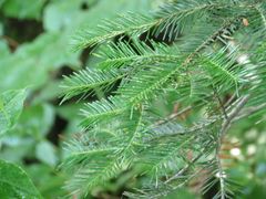 Abies nephrolepis