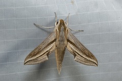 Theretra monteironis