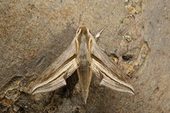 Theretra monteironis