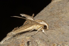 Theretra monteironis