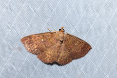 Sarobides inconclusa